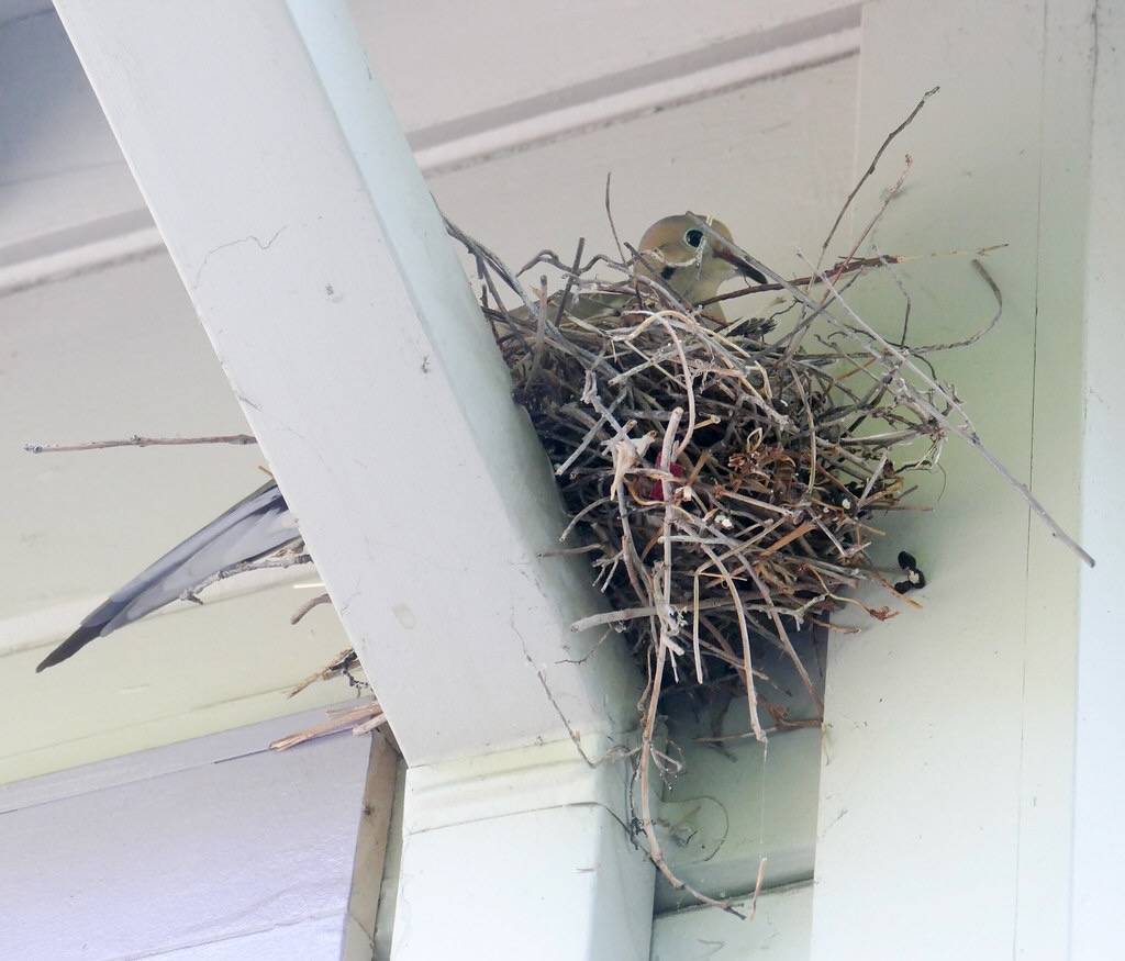 mourning dove nesting by firecatstef is licensed under CC BY-SA 2.0.